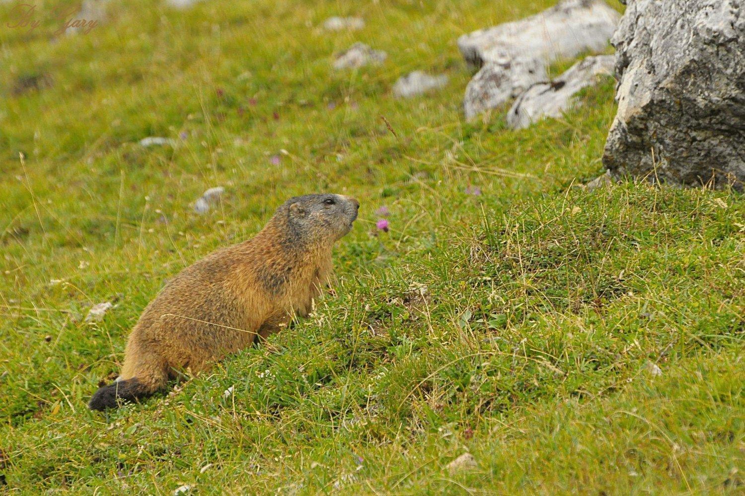 Piccolo Hotel Claudia No Pets San Vigilio Di Marebbe Bagian luar foto
